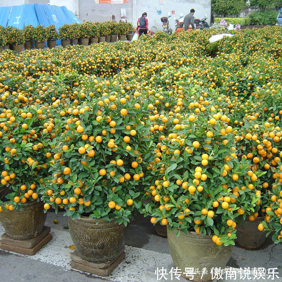 这样养护盆栽橘子树，树茂果多