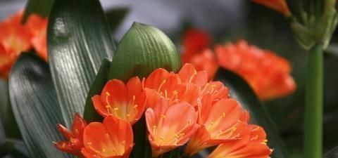 3种过期药片,可不能扔了,可是养花宝贝,肥效强10倍