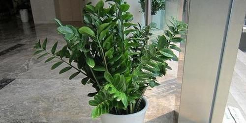 4种花卉耐旱、好养活，在家盆栽30天浇水一次，植株越长越旺