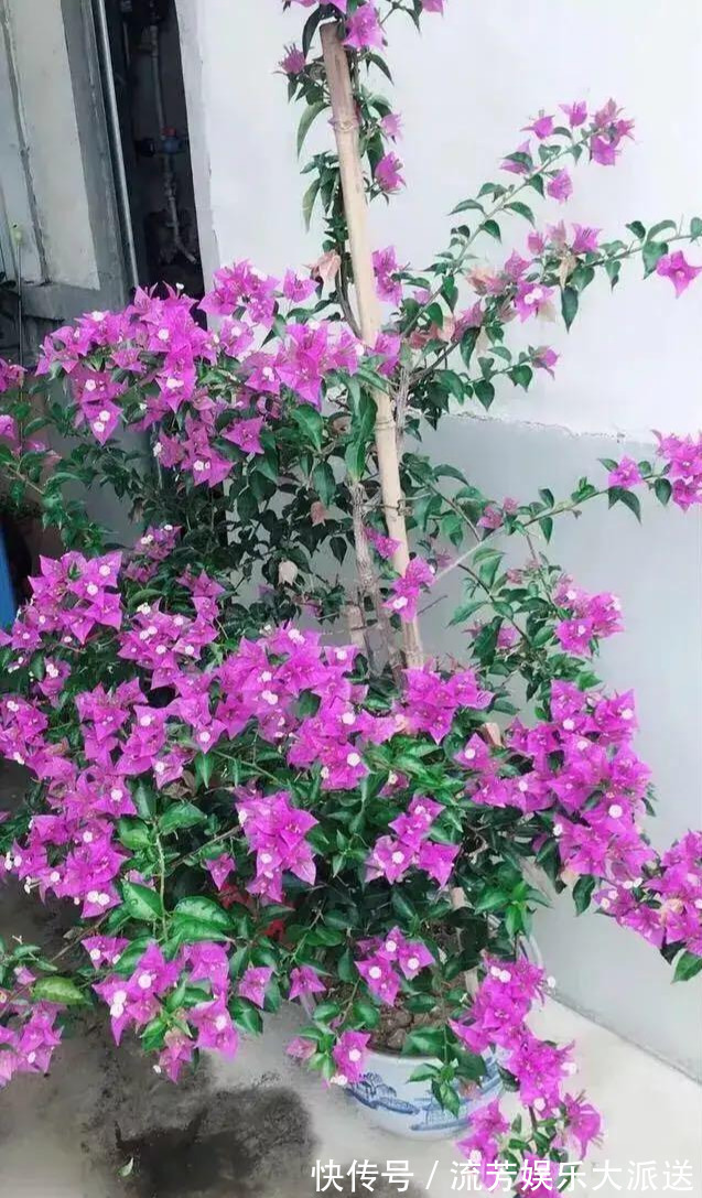 松针可以直接养花吗农村大嫂教你一招,花卉枝繁叶茂花开不断