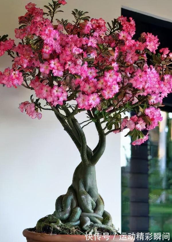 天冷需要多晒的“8种花”，有些还要“断粮少水”，不然熬不过冬