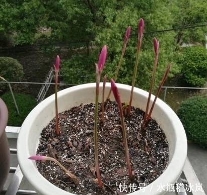 云南|一种适合夏季种植的盆栽植物,扔进土里不用管,20天开花爆盆