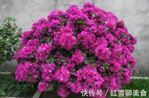 棒棒糖|3种木质花卉，开花漂亮花期超长，越养越漂亮，是盆栽佳品！