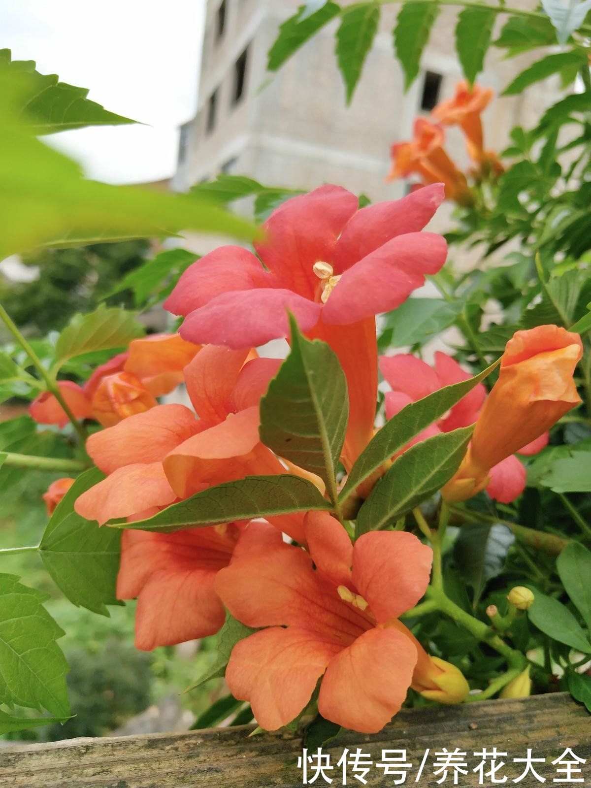 院子|农家小院种点花，档次立马上去，满院子都是花