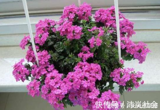 冬季给花浇水,4种“夺命水”不要浇,室内易伤根,养一盆死一盆