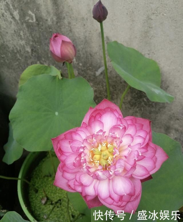 夏天|4种花最喜欢水,夏天养在“水缸”里,30天长爆盆、还开花