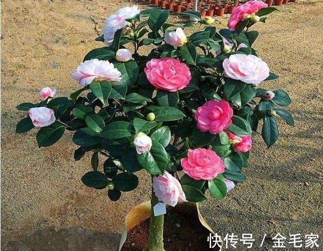 养花就养这3种!家中放1盆,满屋子都是清香,比香水好闻