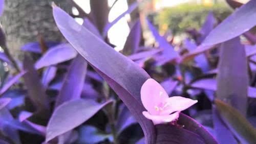 几种皮实又好养的草花,不怕晒不怕热,夏天也能开出小花园