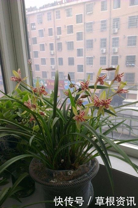 “4种花”最适合女生养,花色全还香,沁人心脾,芳香满屋