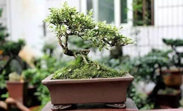 喜欢盆景就养它,1个枝能扦插,6月开花多又美,美过金枝玉叶