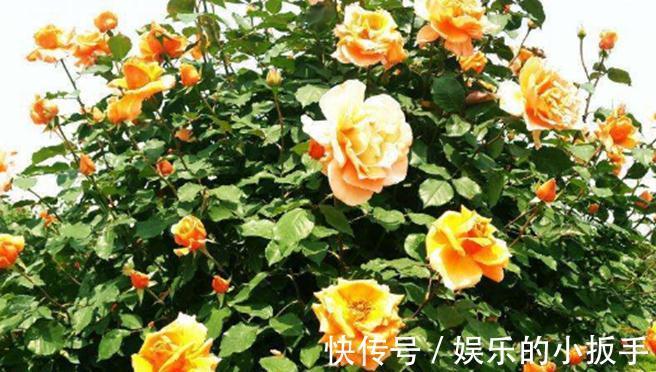 送你一套月季修剪教程，修剪时间，修剪程度及各类月季修剪方法