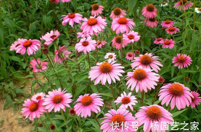 花海|6种优质低价的漂亮花,好养好看开出花海,有效降低养花成本