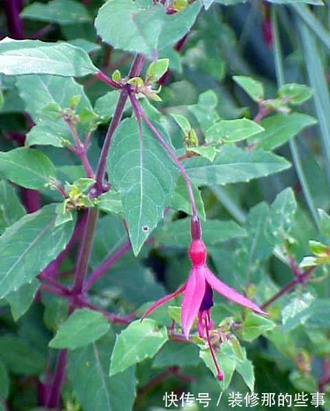 倒挂金钟|刚买的倒挂金钟盆栽如何服盆,怎么才能让它安全度夏?