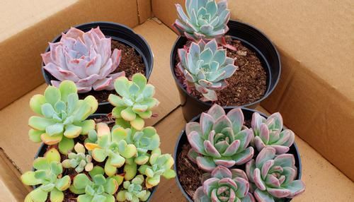 为什么圆滚滚的多肉养着养着就变细长？原因有3个