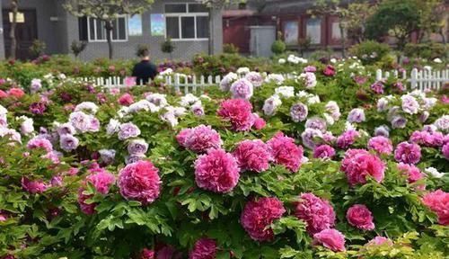 养花|古人最喜欢的8种“吉祥花”,养一盆日子越过越舒心