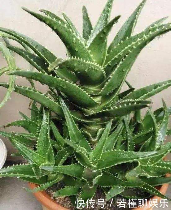 养花|李大爷养花,2种水“浇灌”所有花,1盆比1盆旺,从不买“花肥”