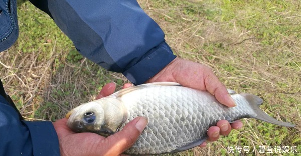 过后|大雪过后鲫鱼藏在远点,用这种民间钓法,钓大鲫鱼不费事!