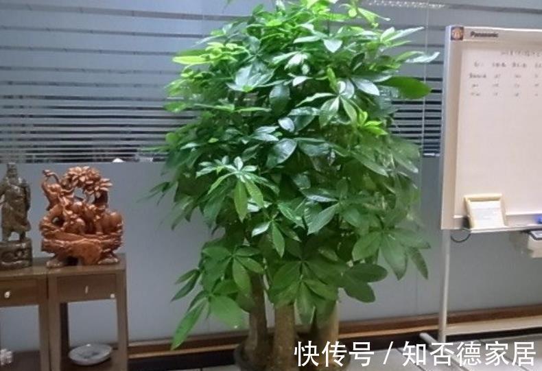 花友|5种可以净化空气的花，一次养十盆都不嫌多，清新好看有益健康