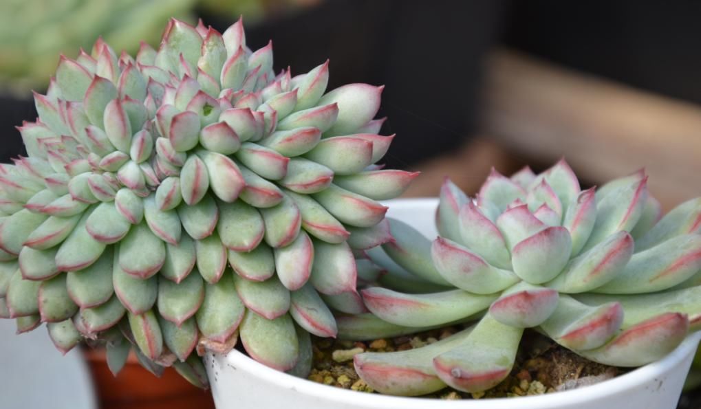 多肉叶|多肉叶插育苗：从摘叶子到出苗，这些小细节都该多注意