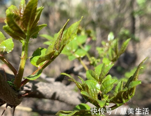 小根|65种野菜图片，带你认识不同的野菜和吃法，你想要的野菜这里都有
