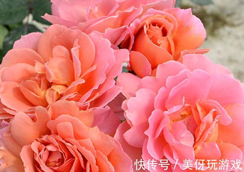 月季花开不好,是你还没明白这些,只要此样做,花朵开得又大又美