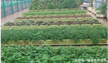 阳台还在晒衣服,拿来种菜可以吃上一整年,可香了!