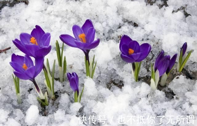 龟甲牡丹|世界上最名贵的花,一盆就是一座房子!