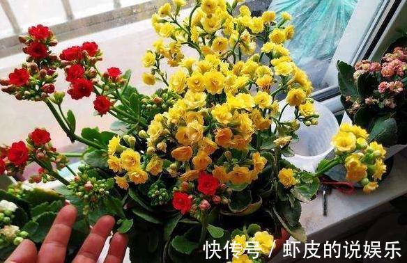 11月逛花市，看到4种花抓紧买，学会这样养，春节能开花爆盆