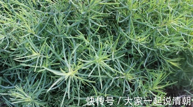 花生油|夏天,用它包饺子比肉馅的好吃,一分钱不用花,我家每周都吃3次