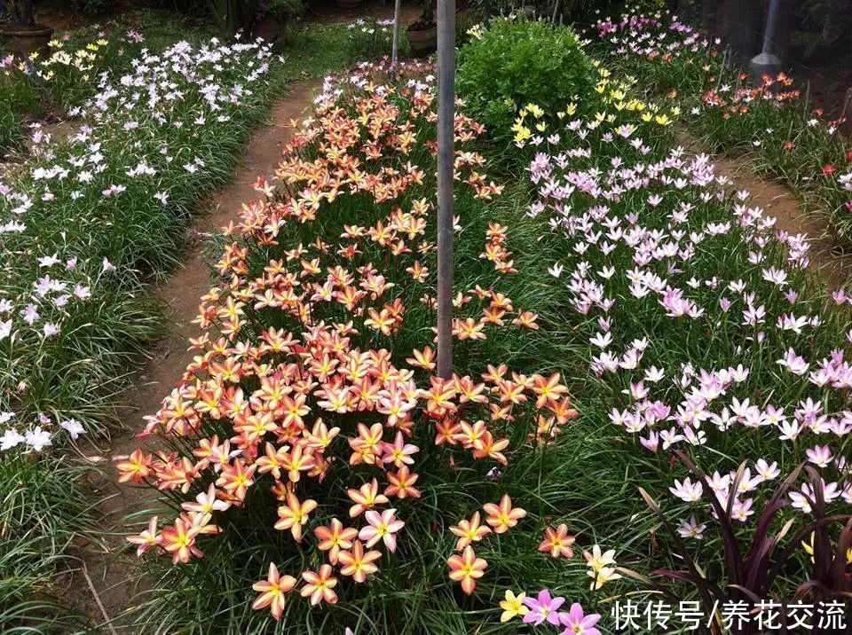 耐热耐晒的4种观赏盆栽,花量丰富,大多可四季不停开花