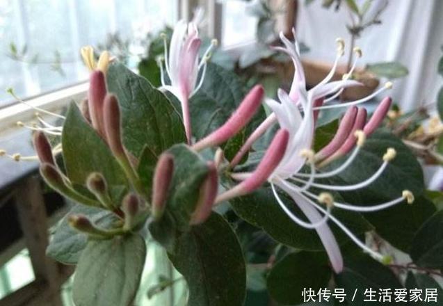 烦恼|螨虫、细菌最“厌恶”的3种花,赶紧养1盆,烦恼“消除”身体棒