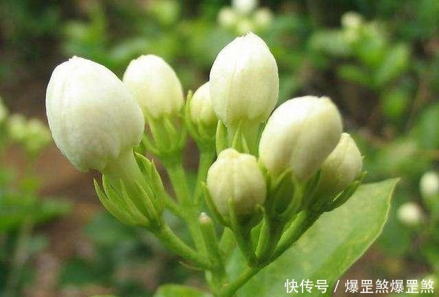 茉莉花的养护技巧,记住这几点,才能花开爆盆芳香四溢!