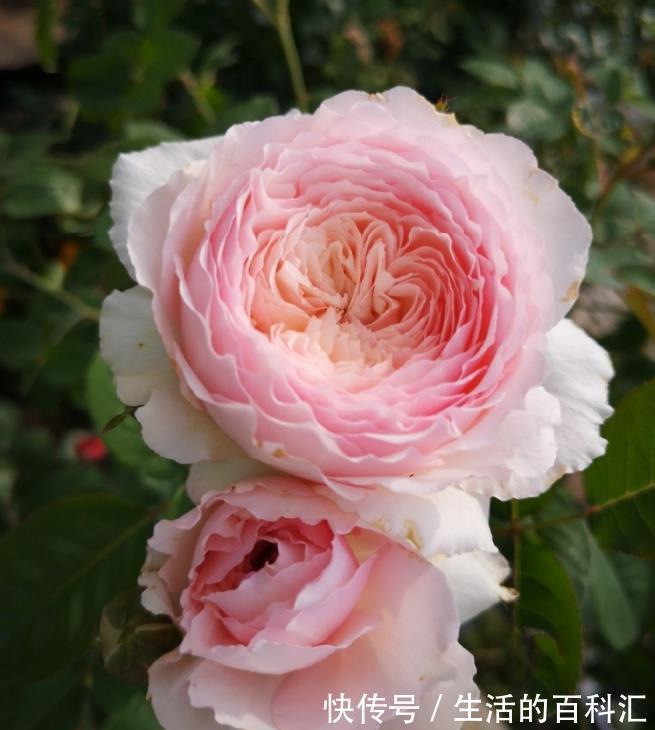 肥害|月季花难养，问题不断吗教您2招，找准问题原因!