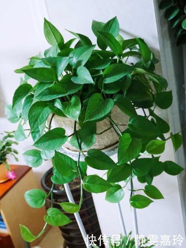 好养漂亮的“4种花”,阳台室内养一盆,浇水就长爆盆,开花不断