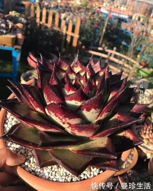 多肉乌木难上色?教你这样养,叶片饱满挺拔霸气侧漏