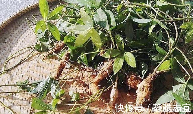 菌子|农村野生山萝卜,以前挨饿时候人才吃,现在一斤能卖30多