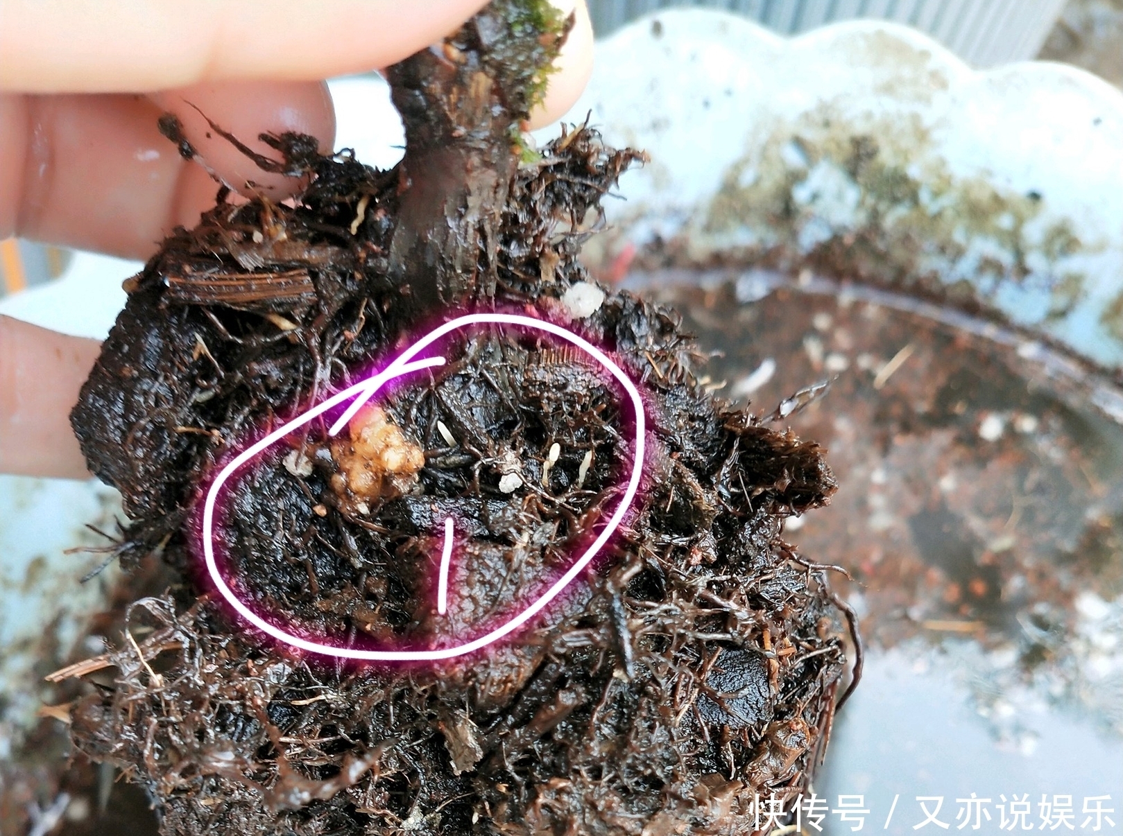 叶蜂|月季长了“土豆根”还能活吗植物癌症不是你想救就能救