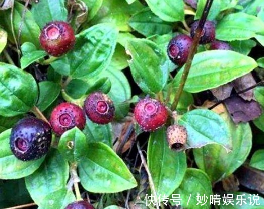 一年生|乡下一种不起眼的“地茄子”,被人踩踏嫌弃,殊不知价值极高