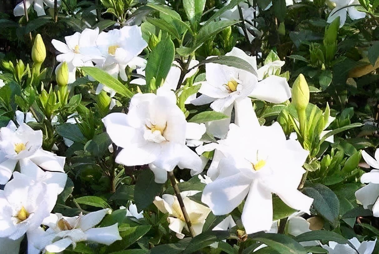 大水|3种漂亮花,都需要“大水,大肥,大太阳”,开花才会爆