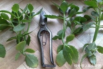 长寿|1盆长寿花长出“25根”花箭,掌握“4个技巧”,你也可以做到