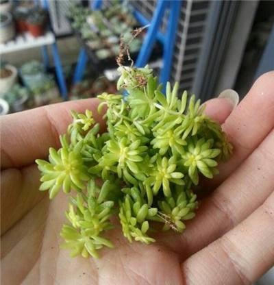 叶片5毫米长的多肉，一小棵丢盆里，3个月长爆盆，好养颜色美