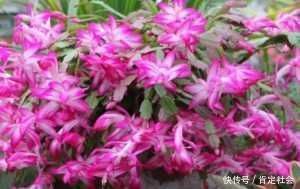 施肥|夏天养“蟹爪兰”4秘诀，叶片肥厚蹭蹭长，到了秋季就开花，管用