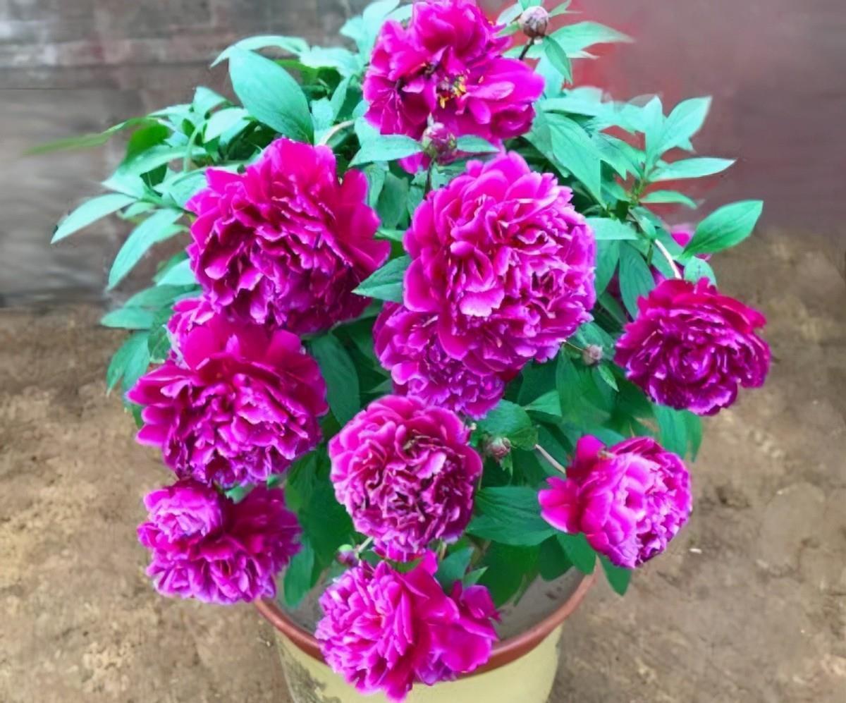 牡丹花|3款值得盆栽的“长期花”,年年开花200多天,花朵个大色泽艳丽