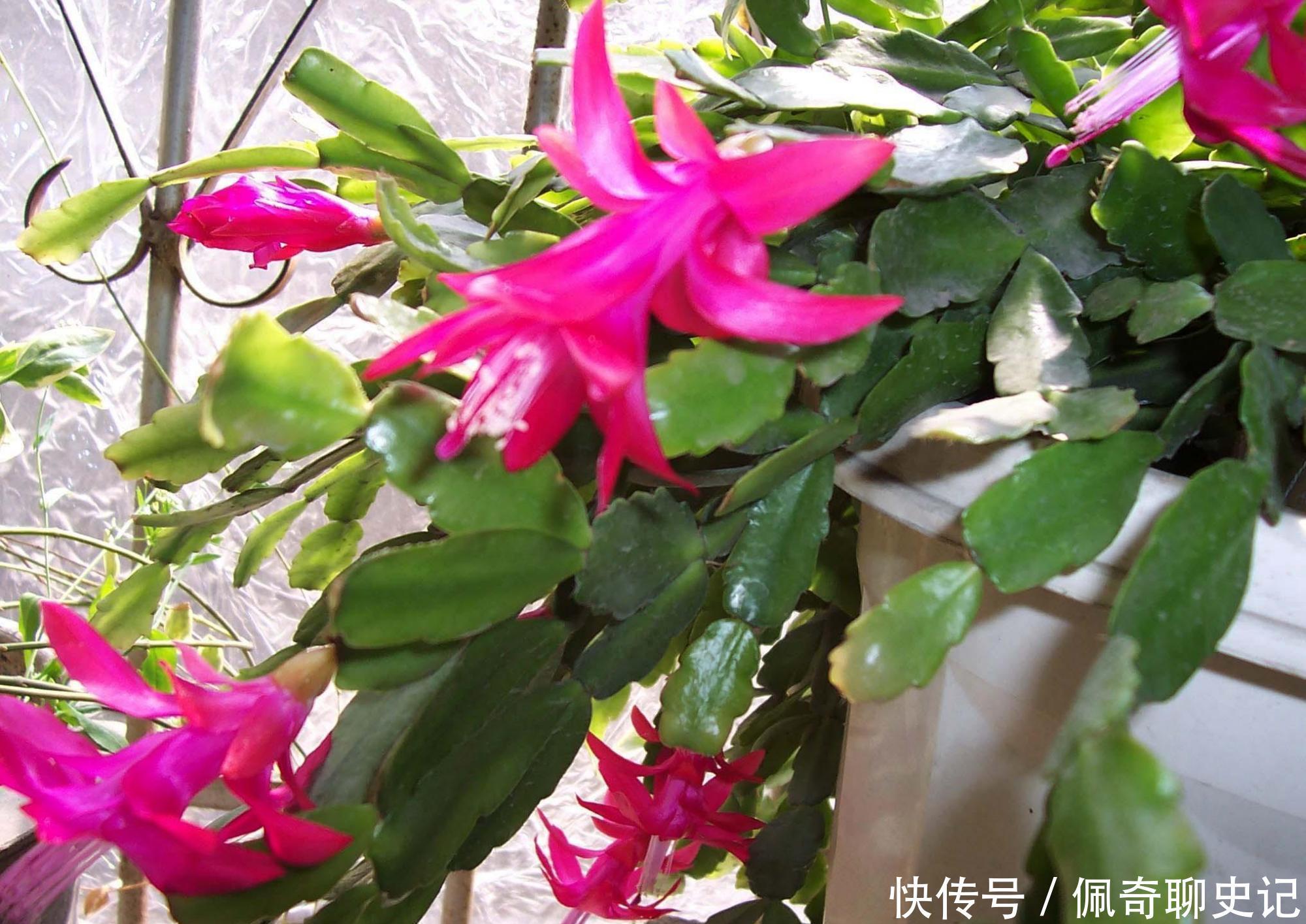 蟹爪兰开花后怎样修剪?做好这3步,二次开花很简单