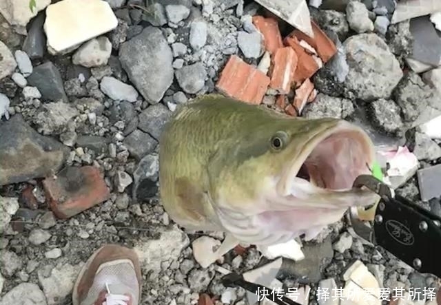 仙居|新鱼种?浙江男子钓起一条没见过的大鱼,像是变异的鳜鱼