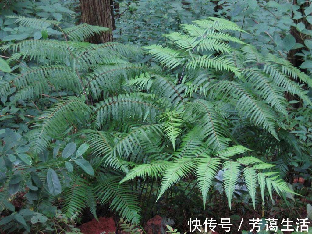 这5种“客厅小森林”的绿植,好看又有森林感,家里满满in风