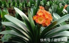 最厉害的养花营养液给君子兰喝一勺,叶片坚挺如折扇