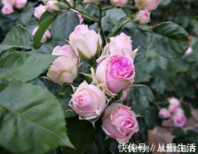 月季花|月季有个“生长开关”,将它打开,花朵数量“多1倍”,要学