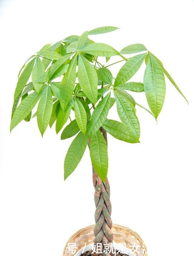 橡皮树|这4种花是天然“吸尘器”,阳台种一盆,灰尘去无踪!