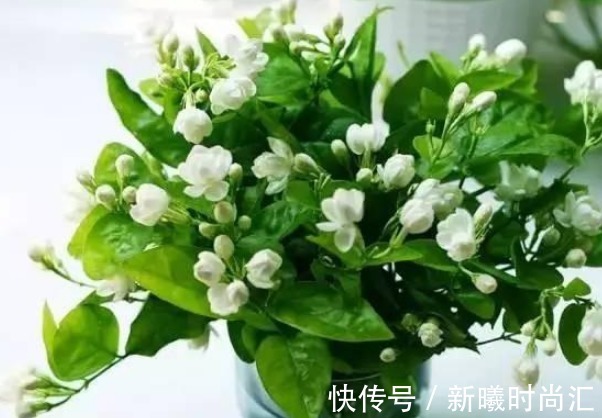 “5种花”一定要养，人养花，花也养人，越养家里越清新、添福气